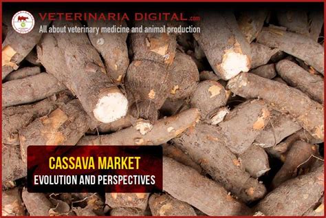 cassava price per kilo